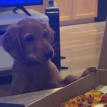 Puppy and Owner Argue Over Pizza in Hilarious Clip