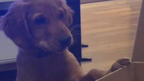 Puppy and Owner Argue Over Pizza in Hilarious Clip