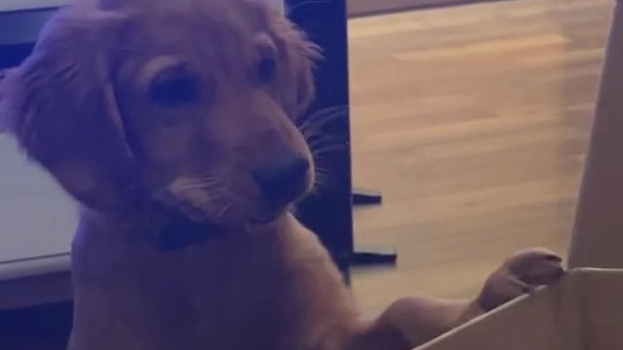 Puppy and Owner Argue Over Pizza in Hilarious Clip