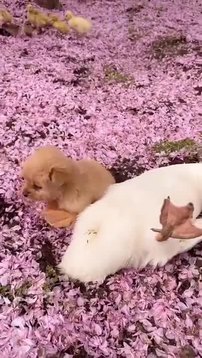 Super Funny Dog Videos #short video