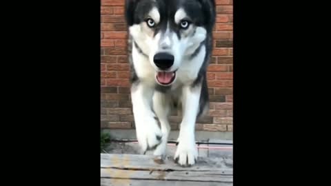 Funny dog 🐶🐕