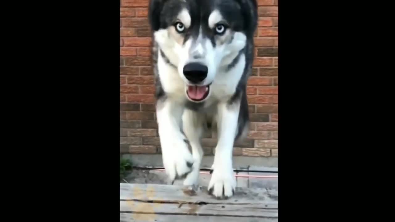 Funny dog 🐶🐕