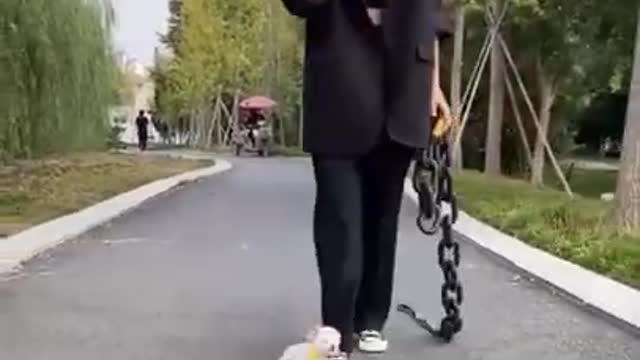 Cute and Funny Mini Pomeranian Almost Stepped On # Smart Dog # Lovely Pet #shorts