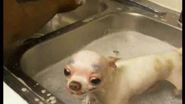 Chihuahua Gets A Bath, Makes A Strange Face And Odd Noises