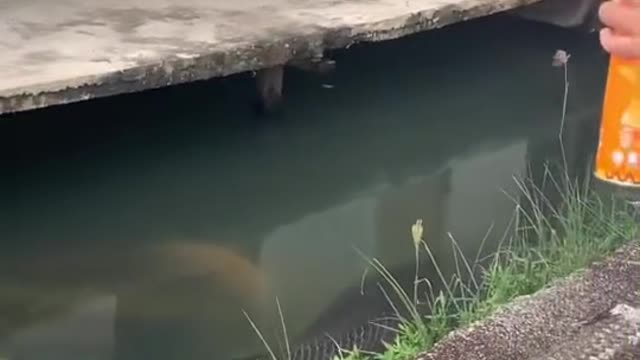 Seen the appearance of a very large fish on the river bank