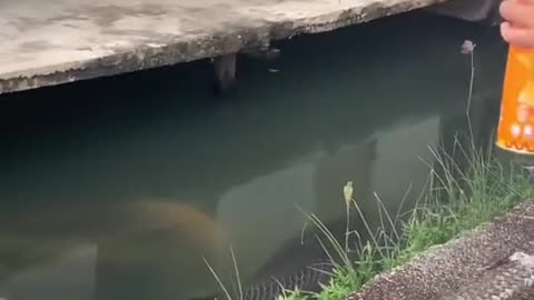 Seen the appearance of a very large fish on the river bank