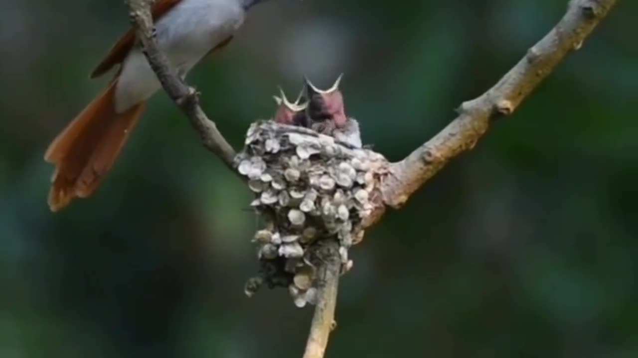 Wildlife is in closer view with natural perspective.