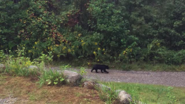 Bear family forages