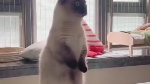 Funny cats