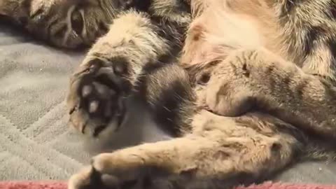 #gaming #pourtoi #viral #cat #catlover #cats #chat #cute #cutecat #pets #shorts 