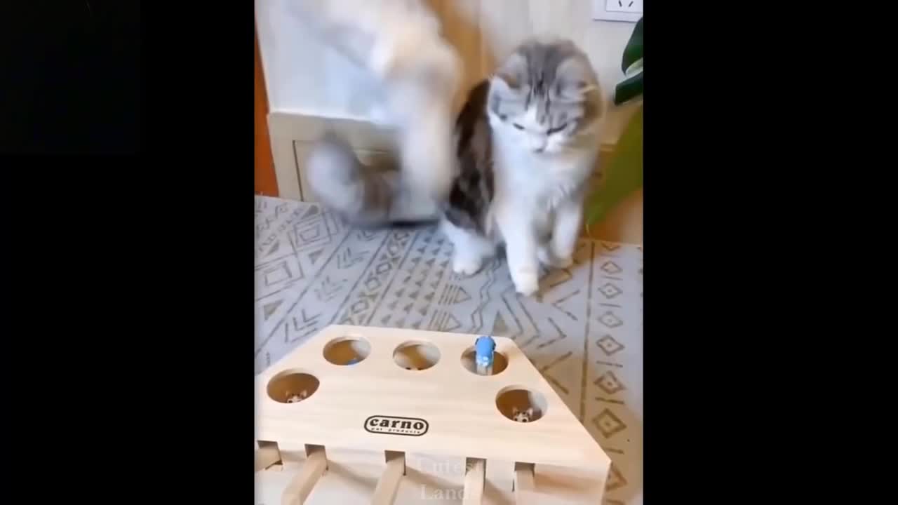 Funny Cute animal videos, must watch, the funniest video of animals