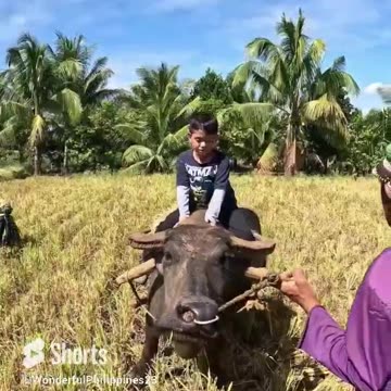 Rice Field Carabao Ride!