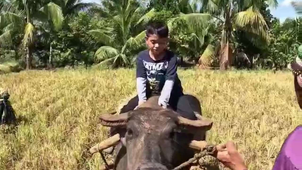 Rice Field Carabao Ride!