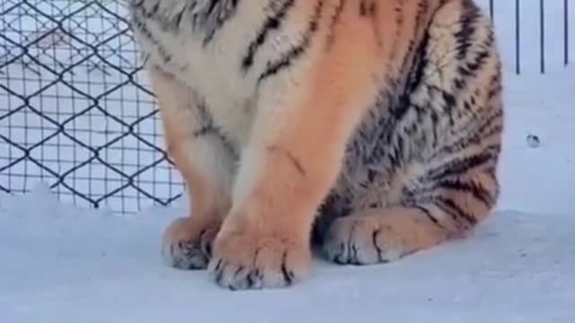 Super Funny Animal 😂 - Cute Tiger