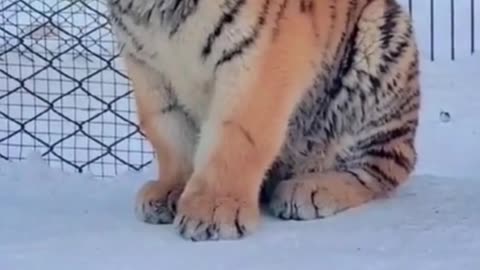 Super Funny Animal 😂 - Cute Tiger