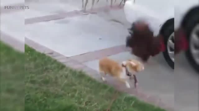 The chicken is fighting with Shiba Inu