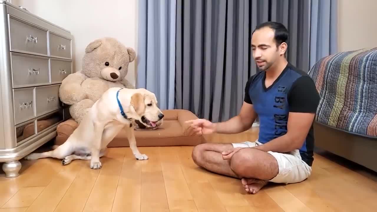 How to Train Sit Pretty/Namaste/Salute Trick to your Puppy Dog | Easy Dog Training at Home