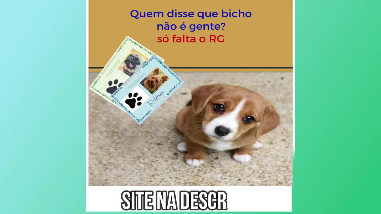 vídeos de cachorros engraçados