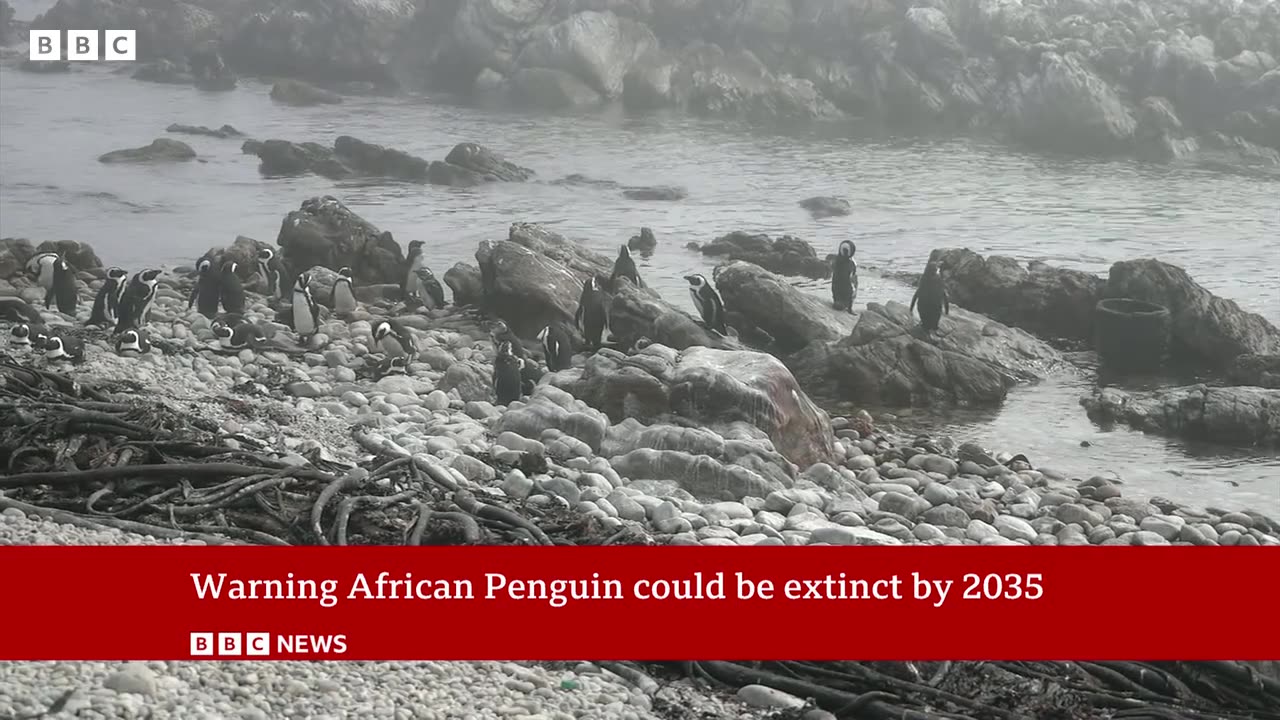 The fight to save the African penguin | BBC News