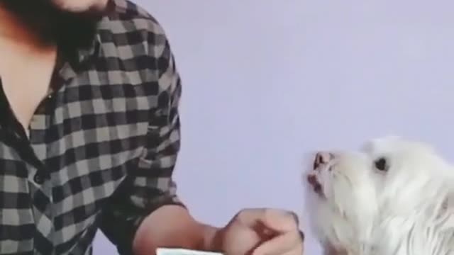 Dog acting human