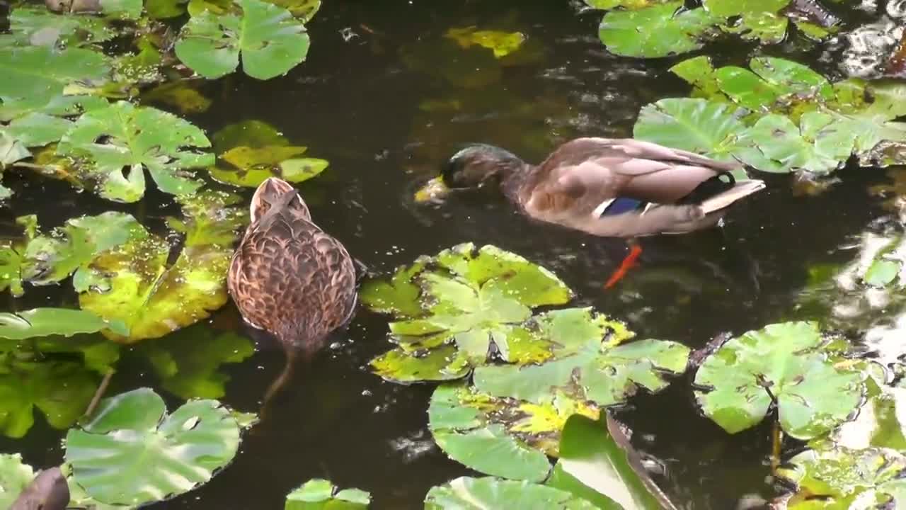 duck-mallard-water-bird-animal