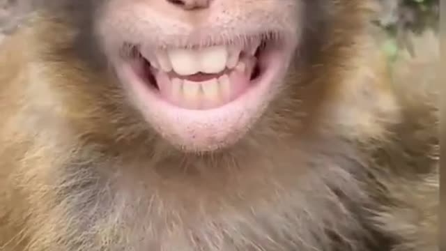 MONKEY FUNNY VIRAL VIDEO 🤣😂