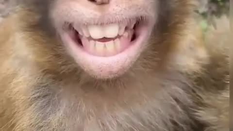 MONKEY FUNNY VIRAL VIDEO 🤣😂