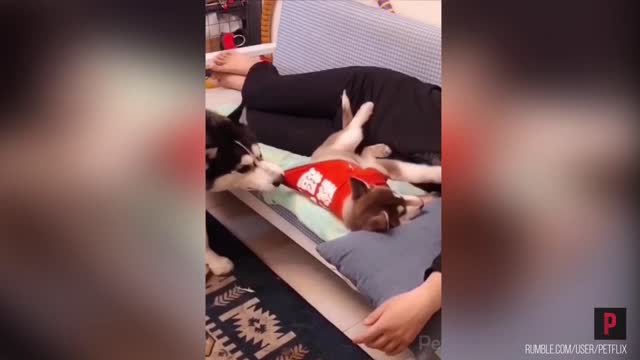 Dog finds puppy his owner's bed, takes appropriate action