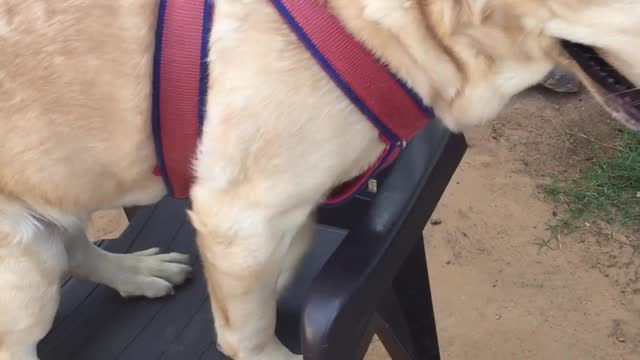 My Labrador tries to Sit on Chair 😍