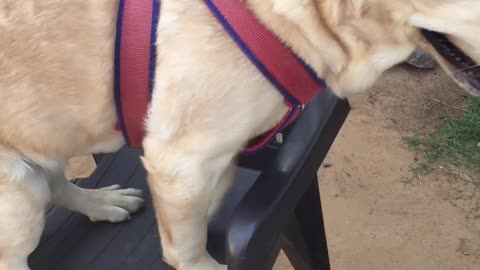 My Labrador tries to Sit on Chair 😍