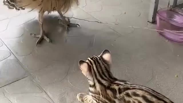 #funny animals wild