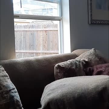 Tucker Carlsons First Window Jump and Claire Bear Isn't Far Behind