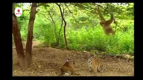 Monkey Vs Tigers