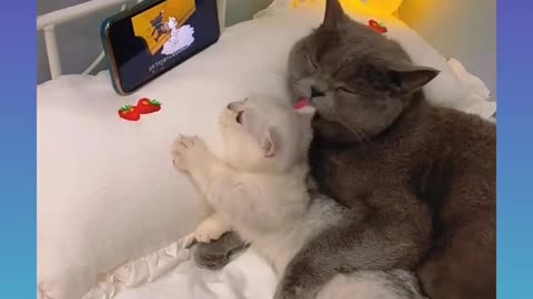 Cat_ Romance_Short_Video