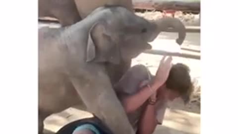 Elephant cuddling a human (funny and cute)