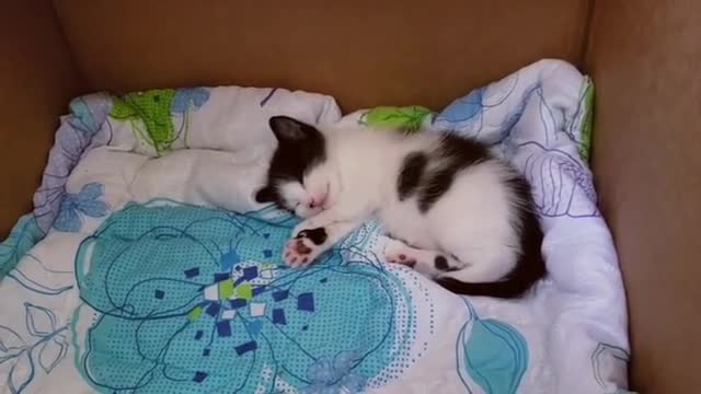 Small Kitten Sleeping