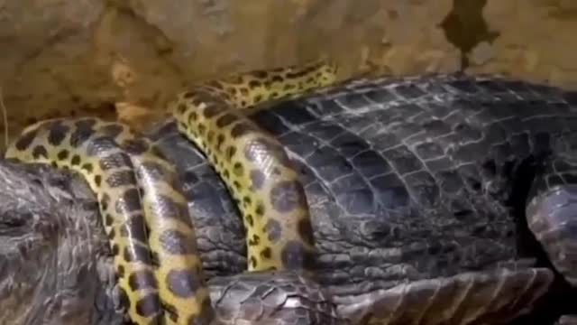 Cute animal behavior makes you happy