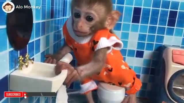 Baby monkey wakes up and play with the puppy animal home