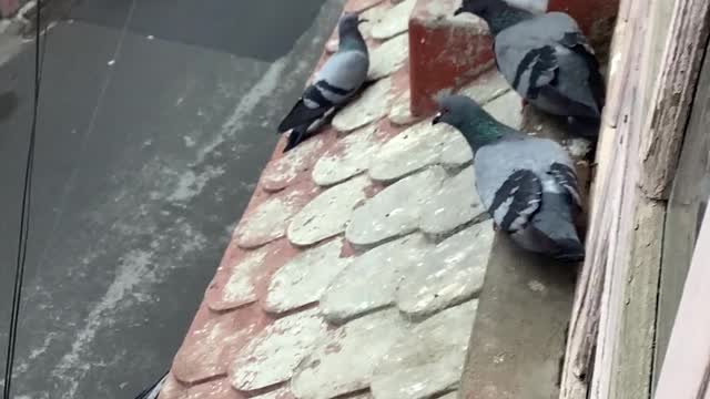pigeons are struggling to hide them from rain on my window.