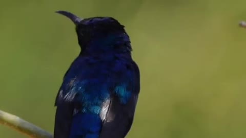 The Bast Bird Song|#Singing Nightingale.