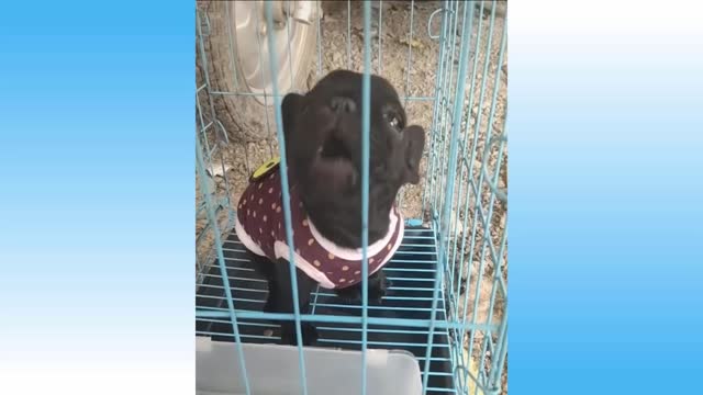 TRY NOT TO LAUGH | Endearing, Funny Pets & Animals Compilation #107