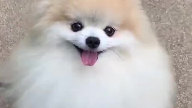 Cute Dog
