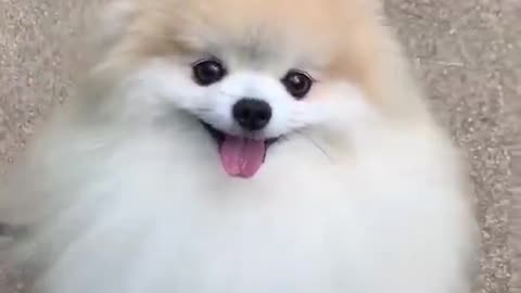 Cute Dog