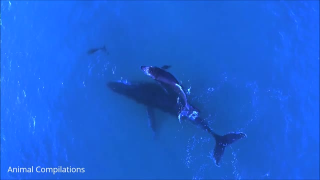 Wild Dolphins Swimming in Compilation HD