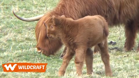 Highland cow runs for treats and it's too adorable