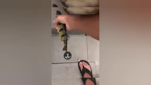 Cat video