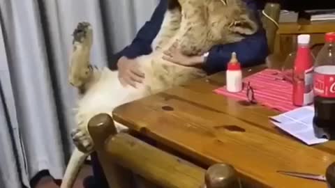 Cat Fed by Owner