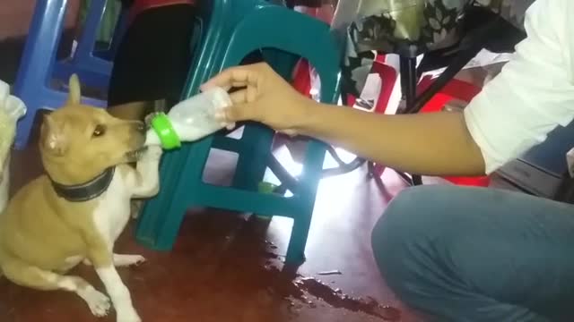 Cute Puppy drinking milk without limit