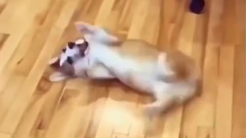 Funny dog