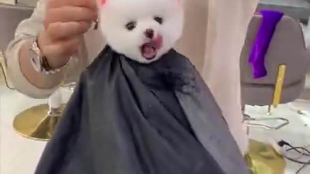 Cute and funny pomeranian video